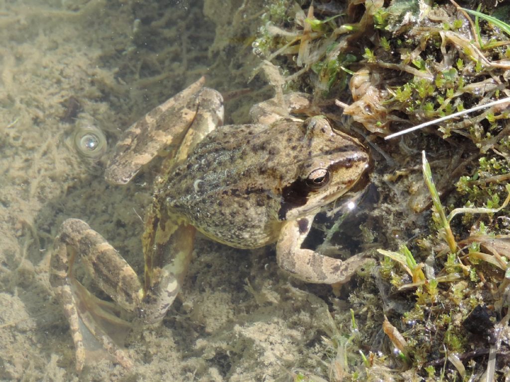 rana temporaria?