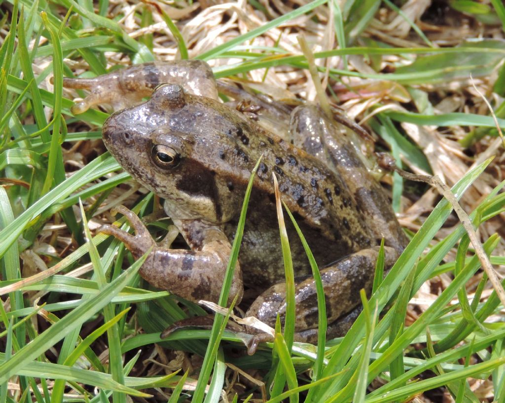 rana temporaria?