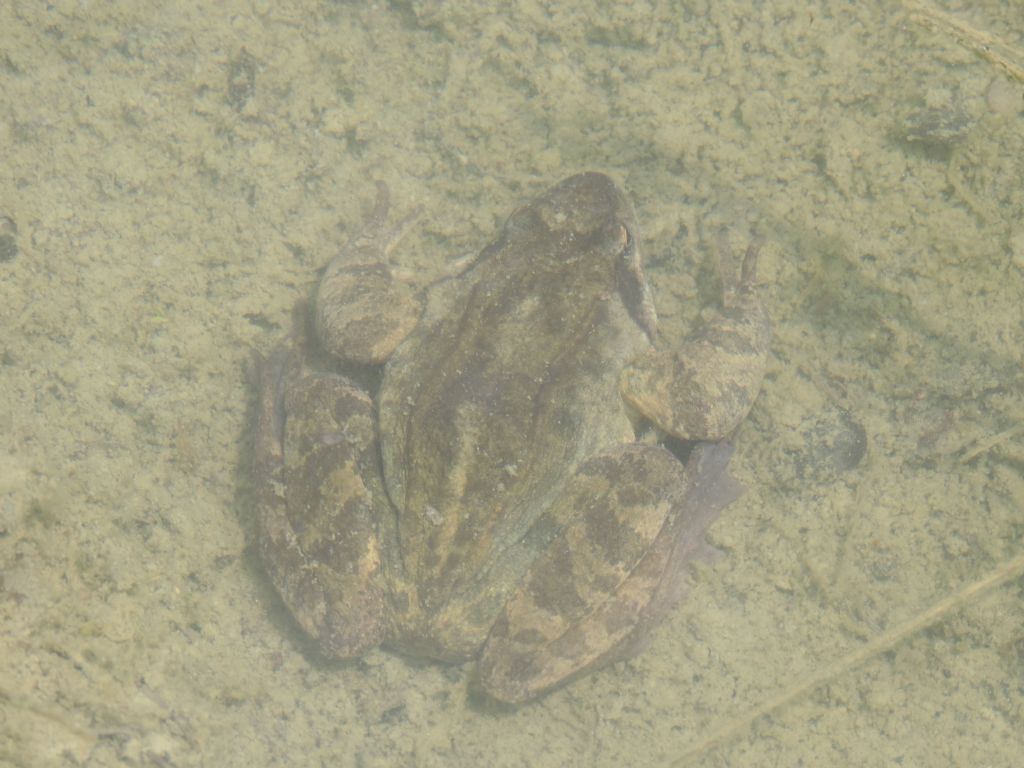 rana temporaria?