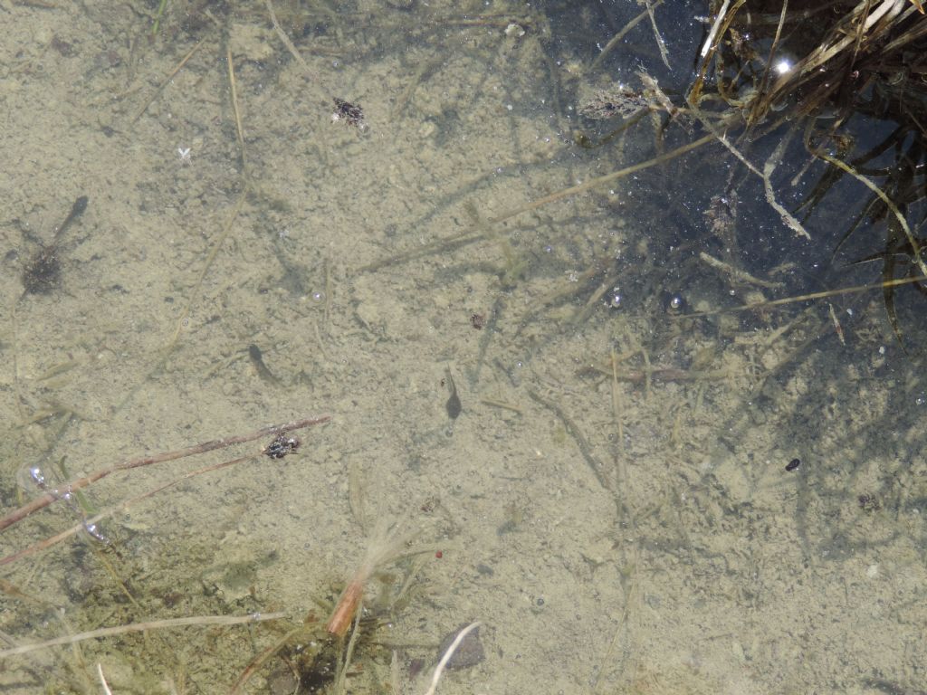 rana temporaria?
