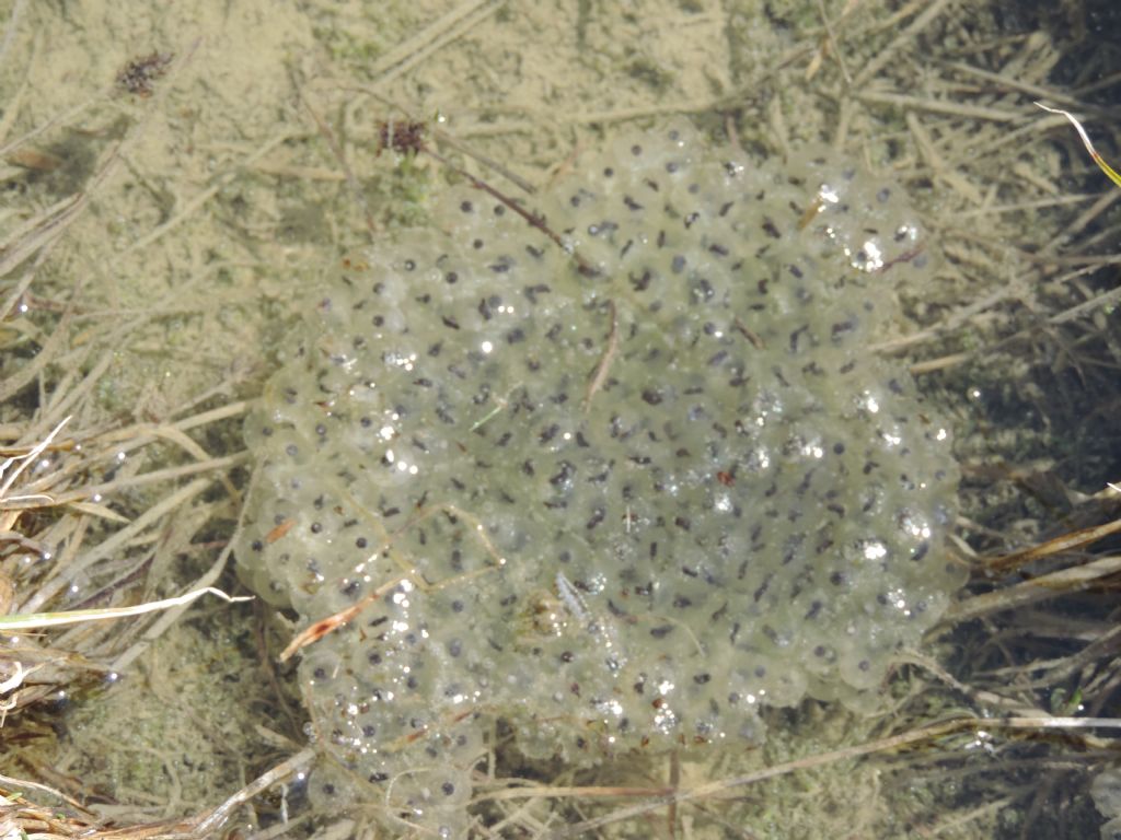 rana temporaria?
