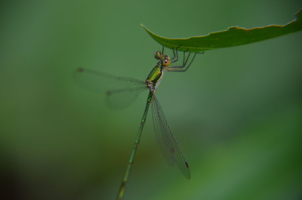 Lestidae da identificare