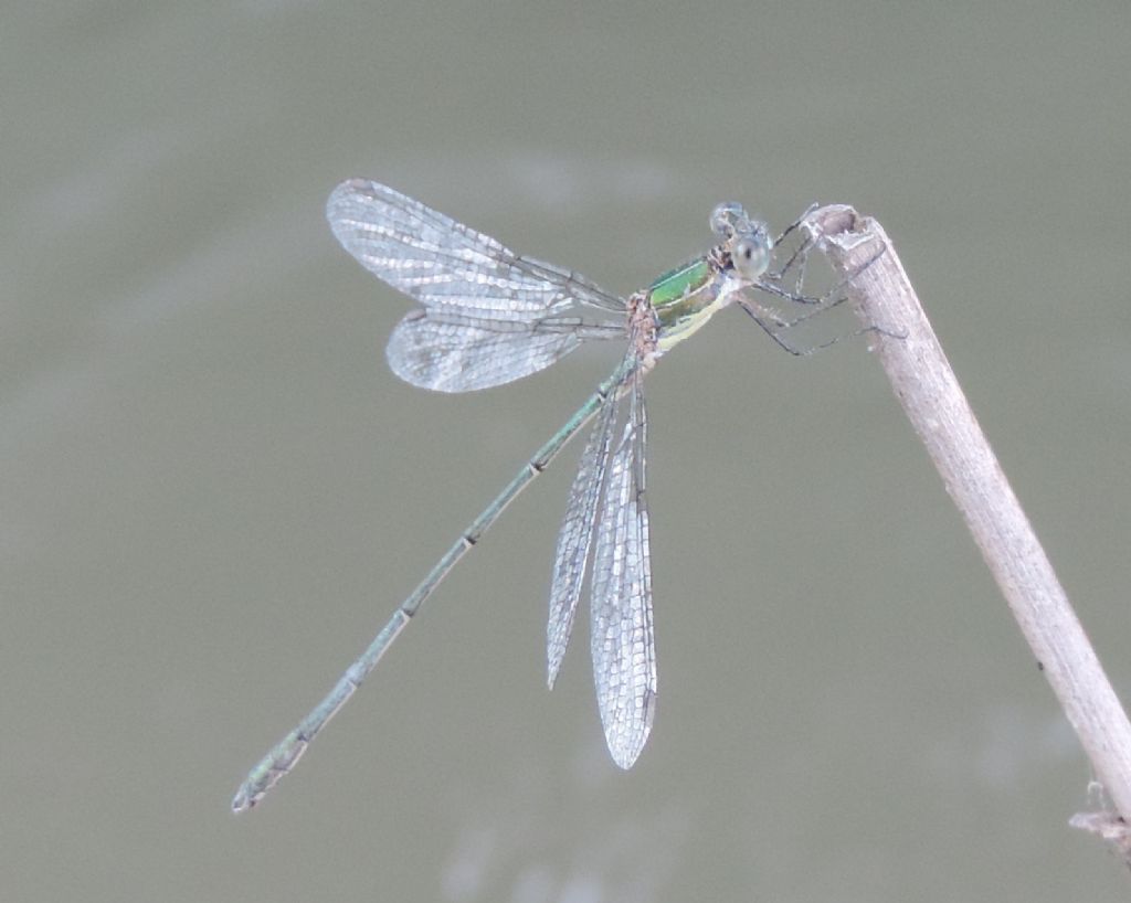 Lestidae da identificare