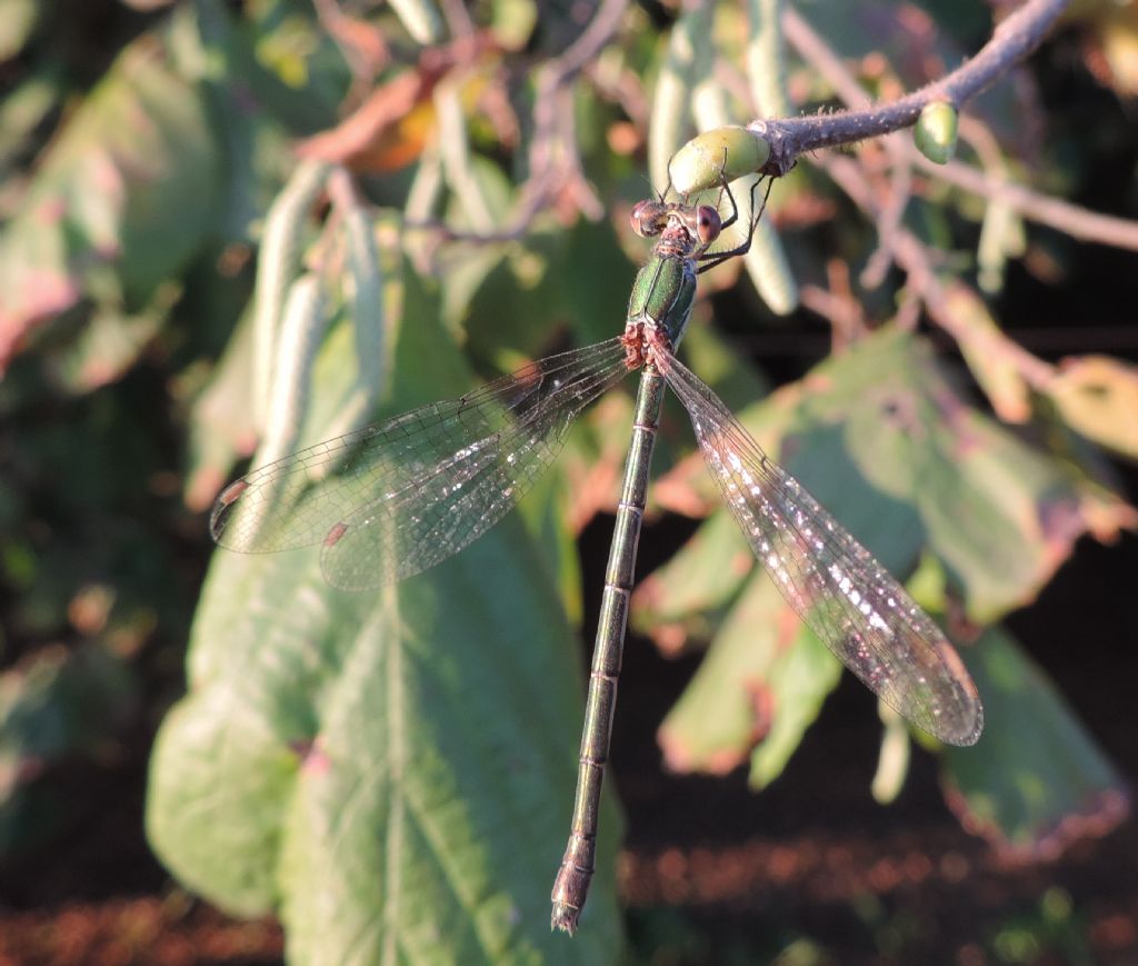Lestidae da identificare