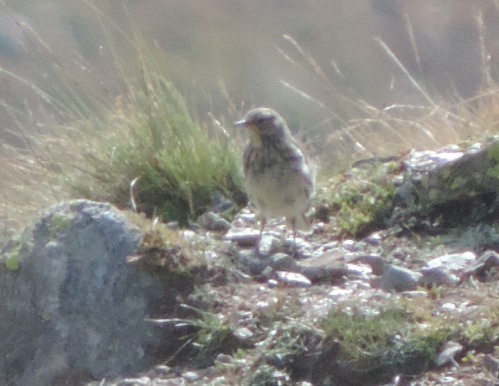 Anthus da identificare