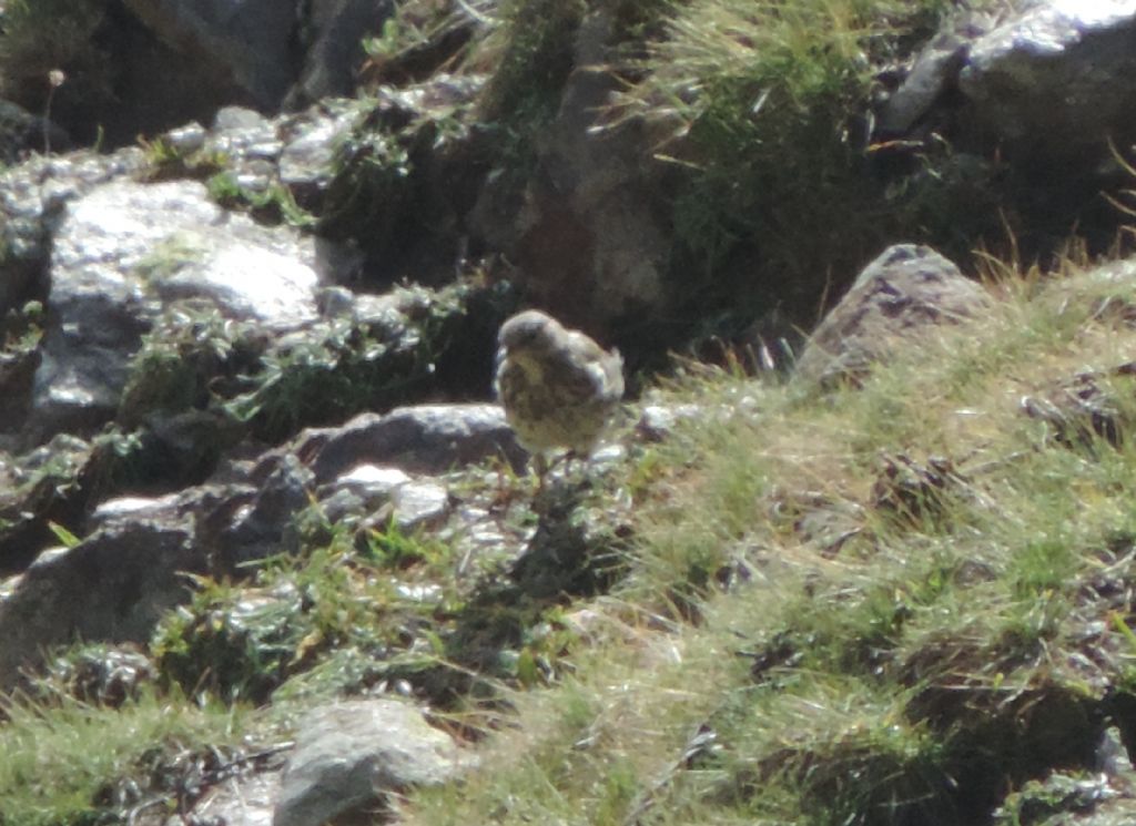 Anthus da identificare