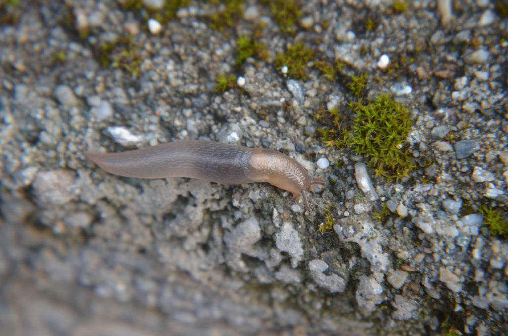 Lehmannia (?) da Cantoira (TO)