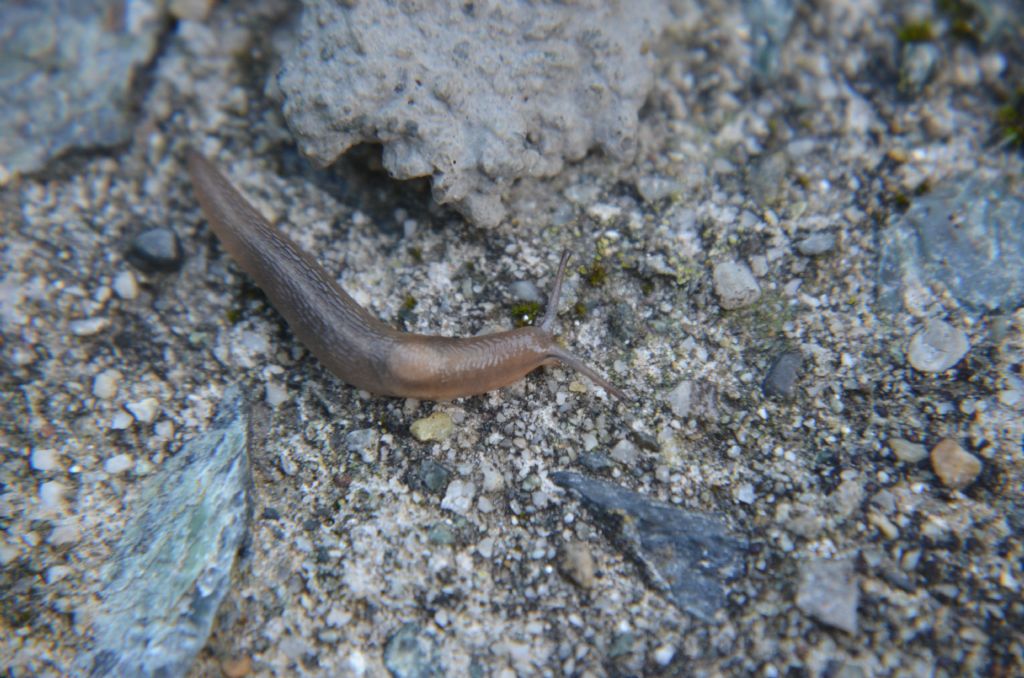 Lehmannia (?) da Cantoira (TO)