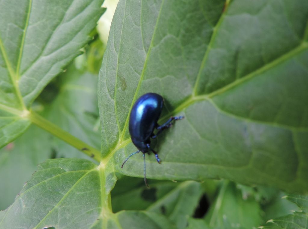 Oreina gloriosa? (due forme)