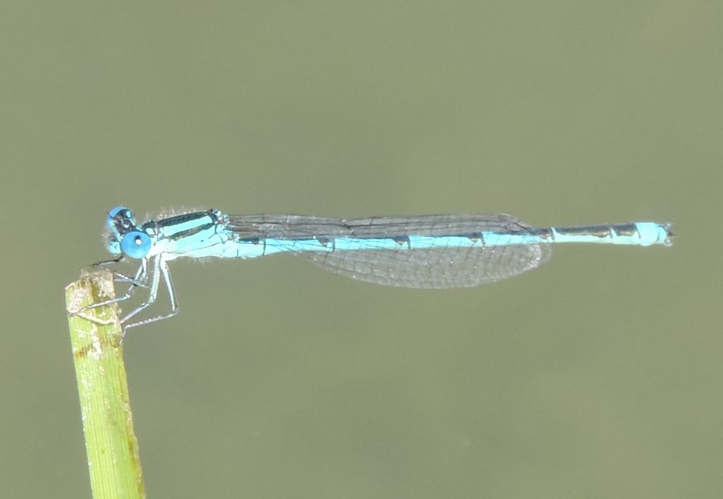 coenagrionidae da identificare