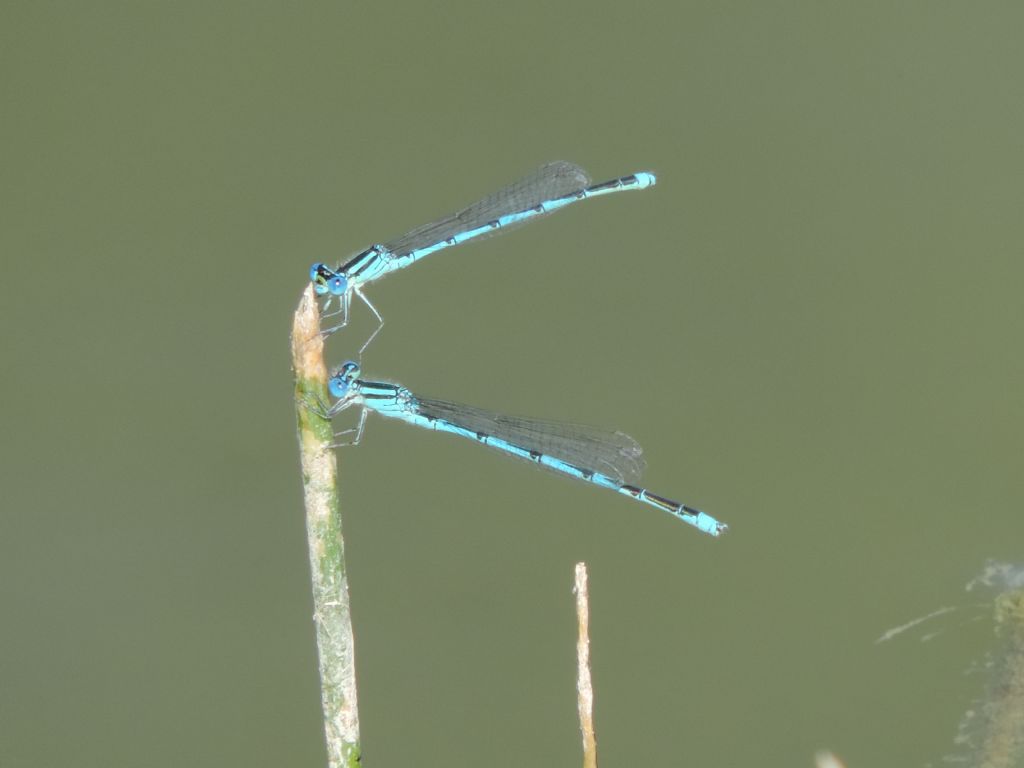 coenagrionidae da identificare