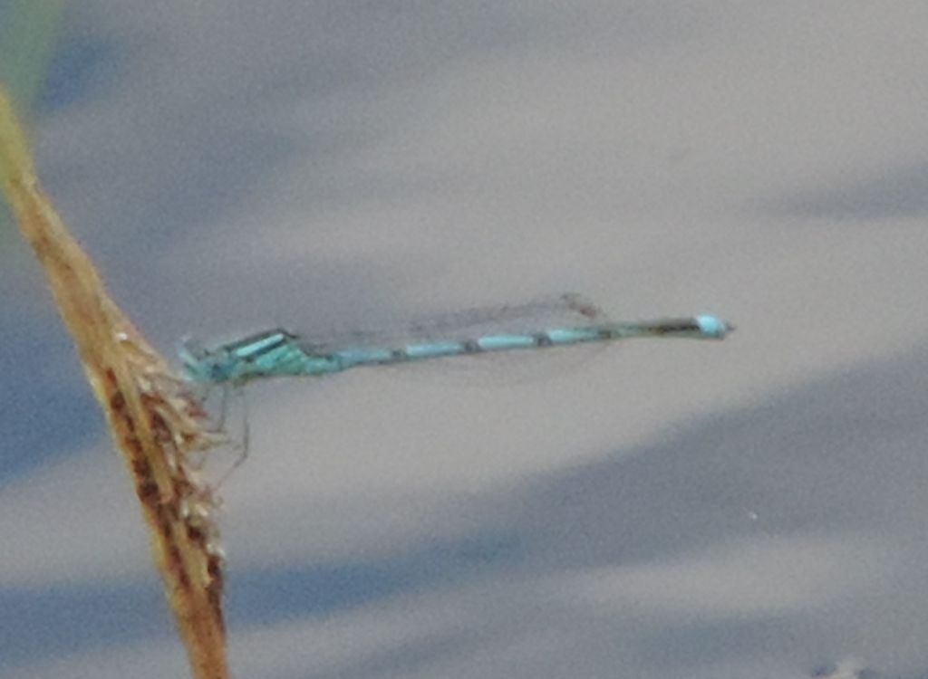 coenagrionidae da identificare