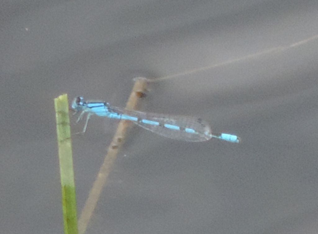 coenagrionidae da identificare