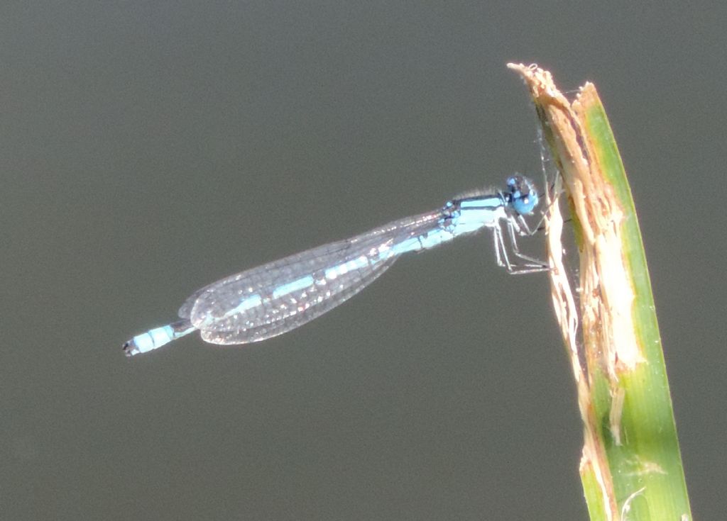 coenagrionidae da identificare