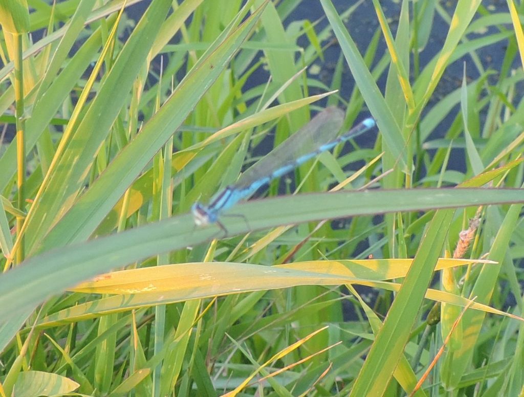 coenagrionidae da identificare