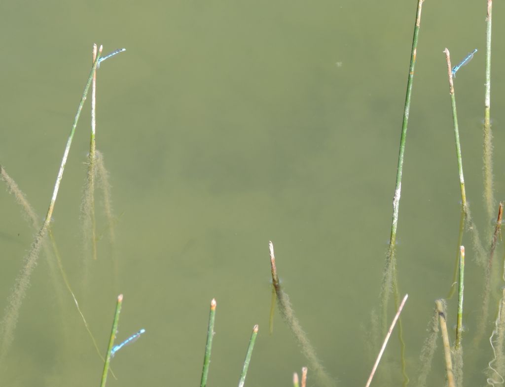 coenagrionidae da identificare