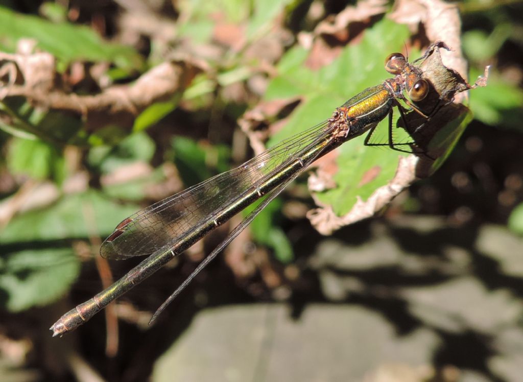 Lestidae da identificare