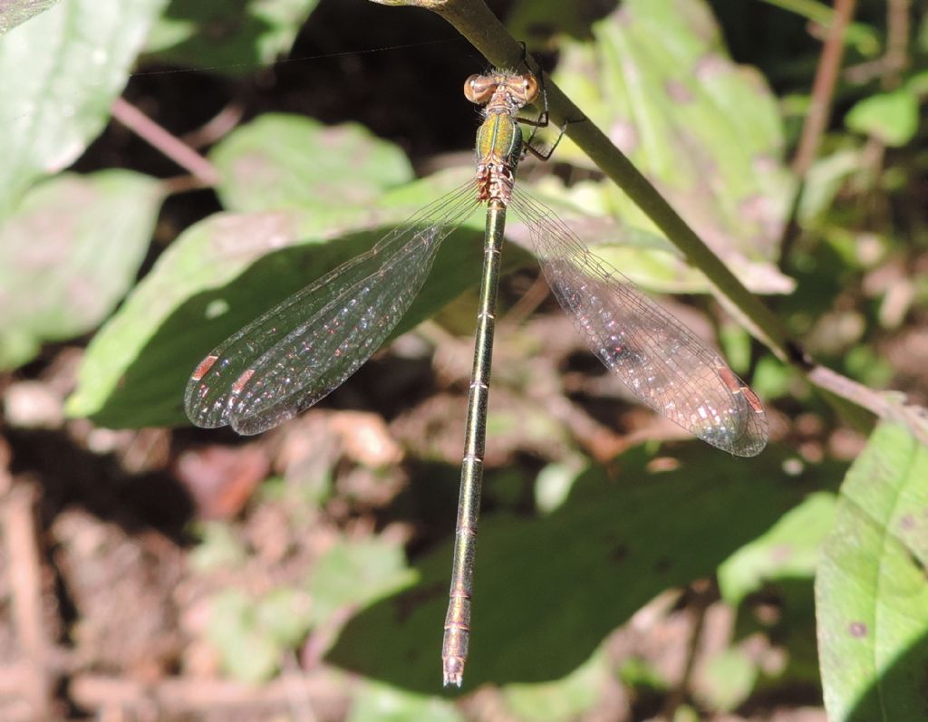 Lestidae da identificare