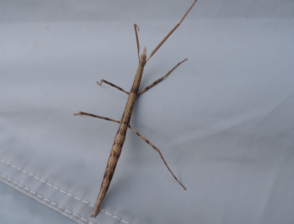 clonopsis gallica... in Bretagna???