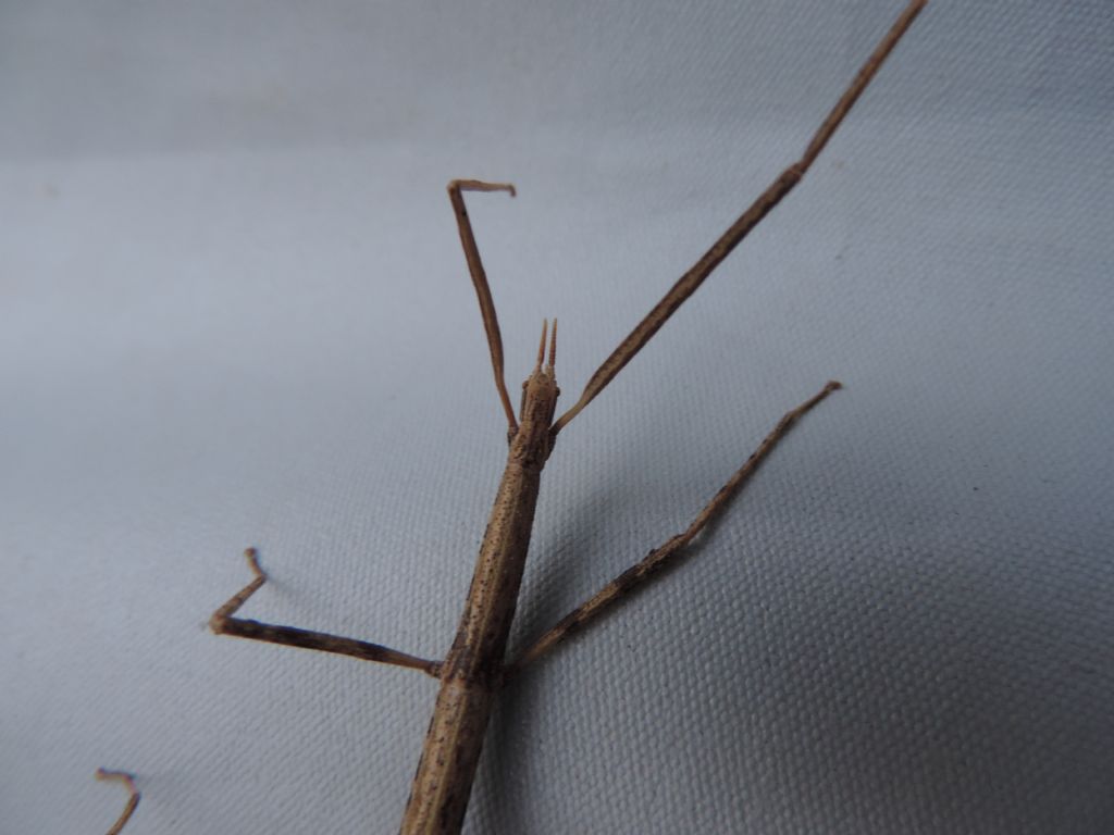 clonopsis gallica... in Bretagna???