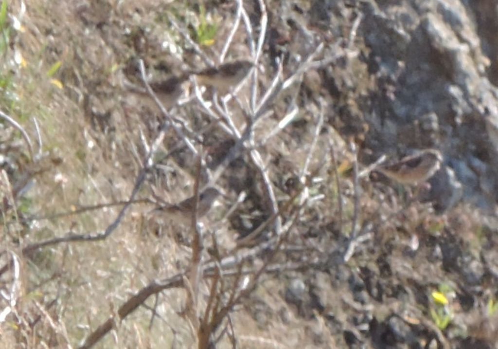da identificare (Emberiza sp.?)