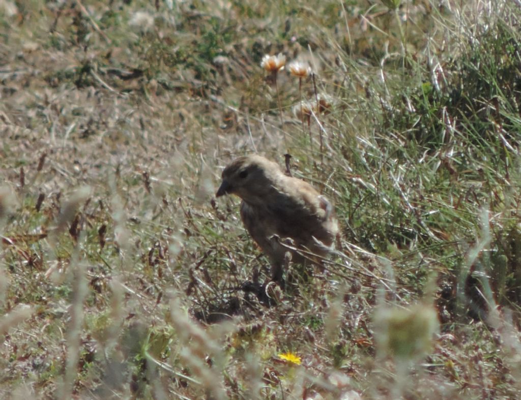 da identificare (Emberiza sp.?)