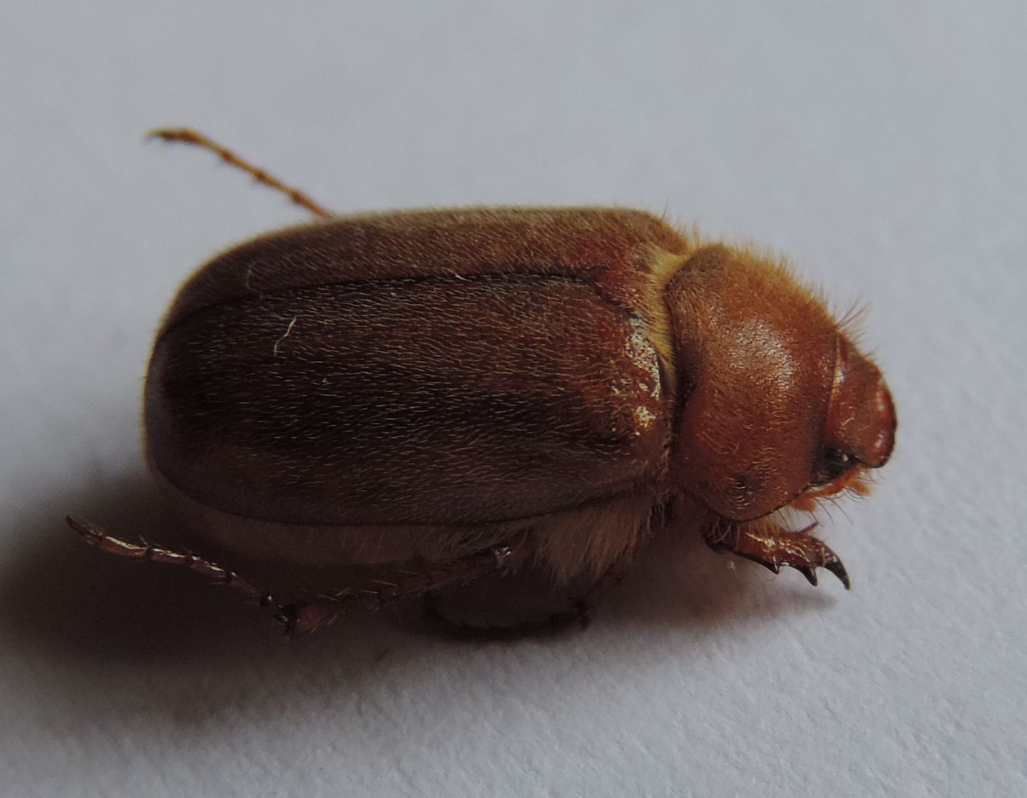 Amphimallon assimile/burmeisteri?