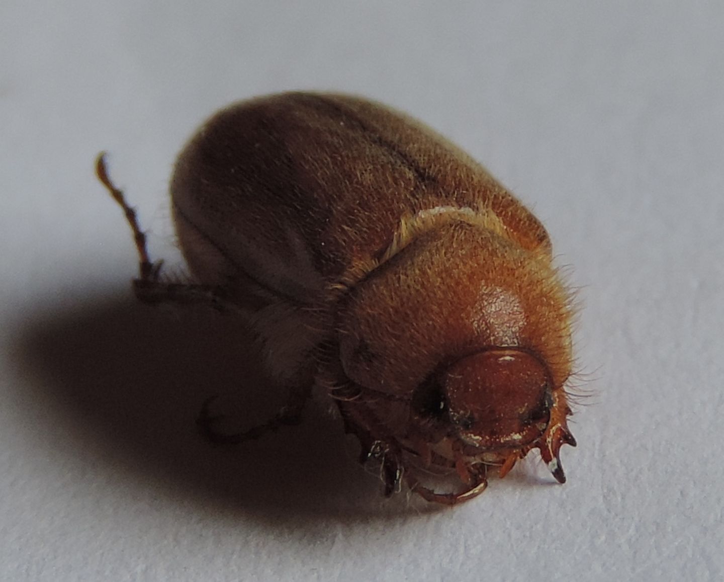 Amphimallon assimile/burmeisteri?