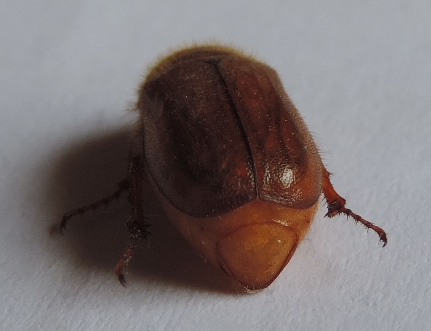 Amphimallon assimile/burmeisteri?