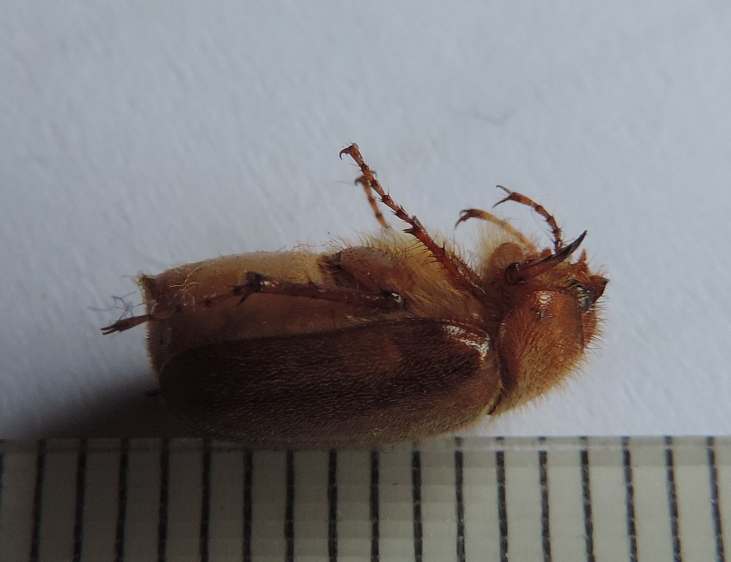 Amphimallon assimile/burmeisteri?