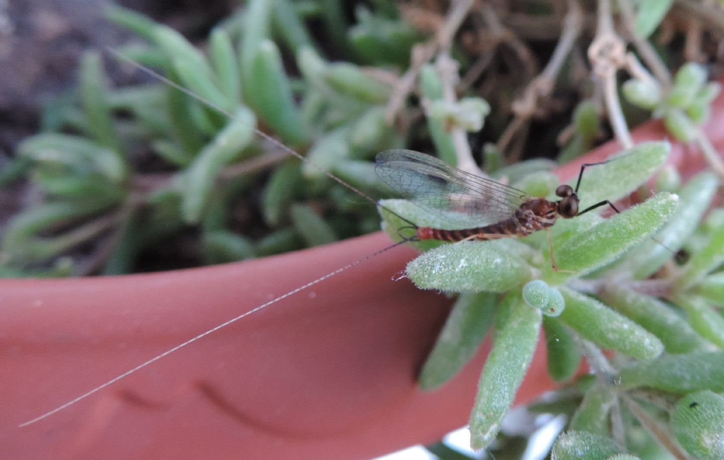Ecdyonurus torinese