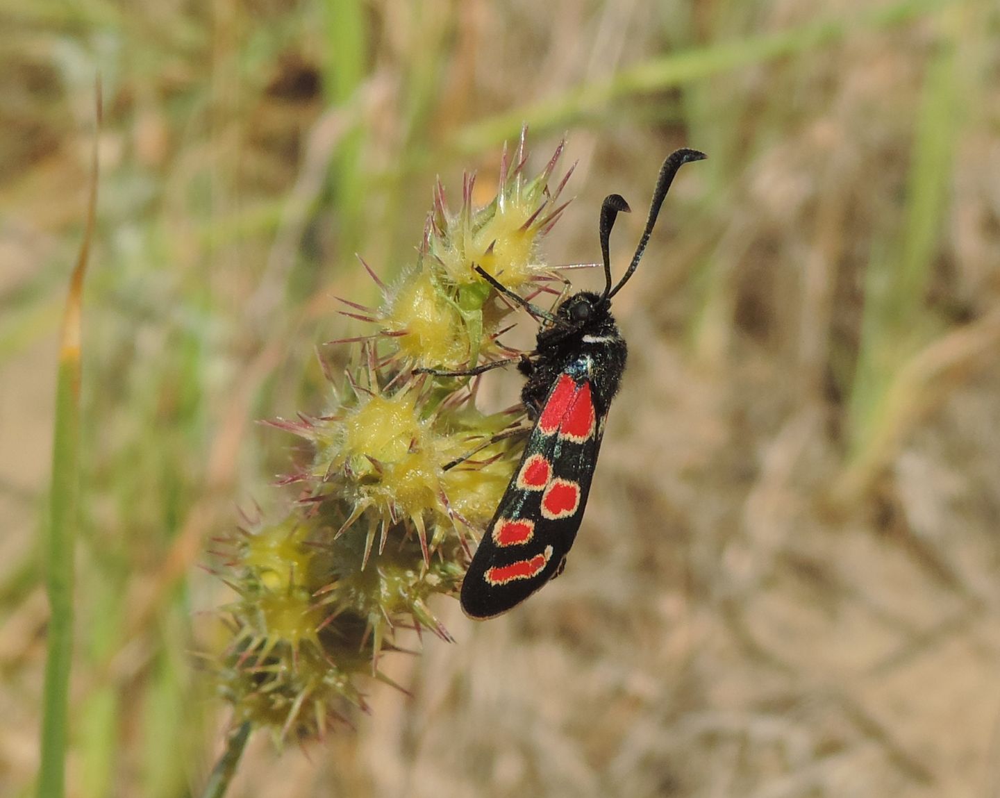 Zygaena carniolica? - S