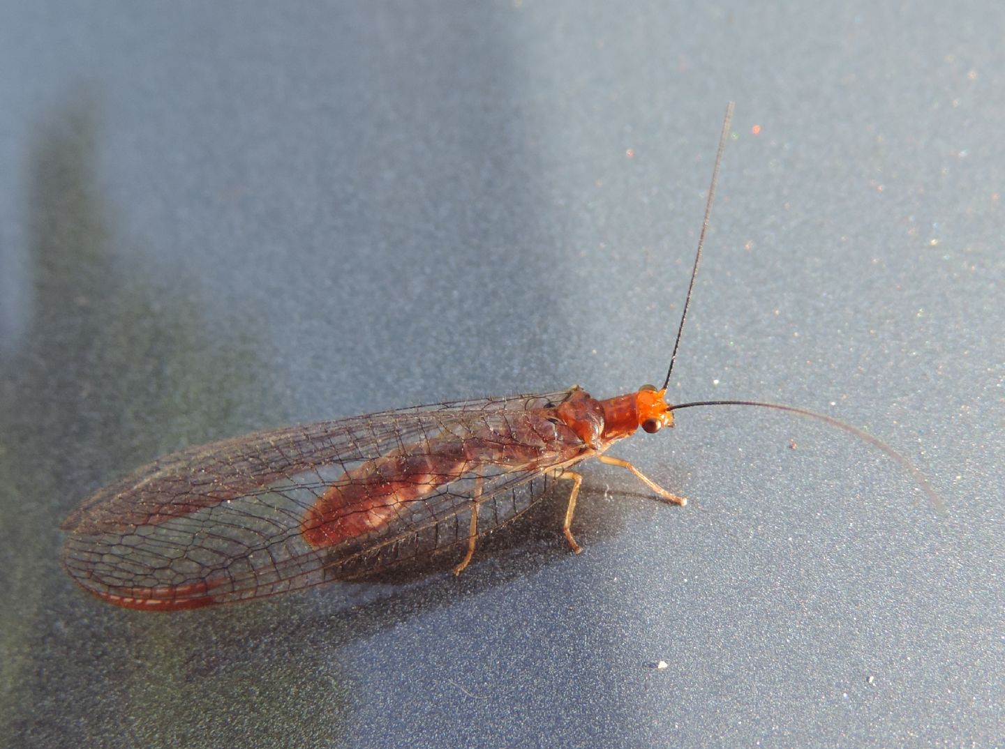 Nohtochrysa capitata? - Sì!