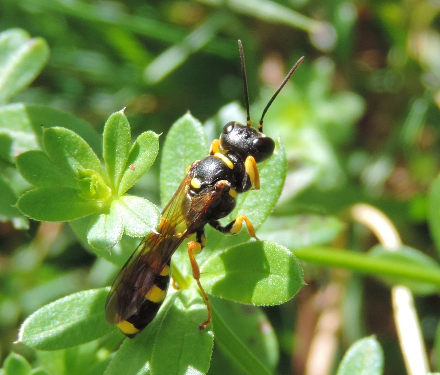 Cacciatore-scavatore: Mellinus arvensis