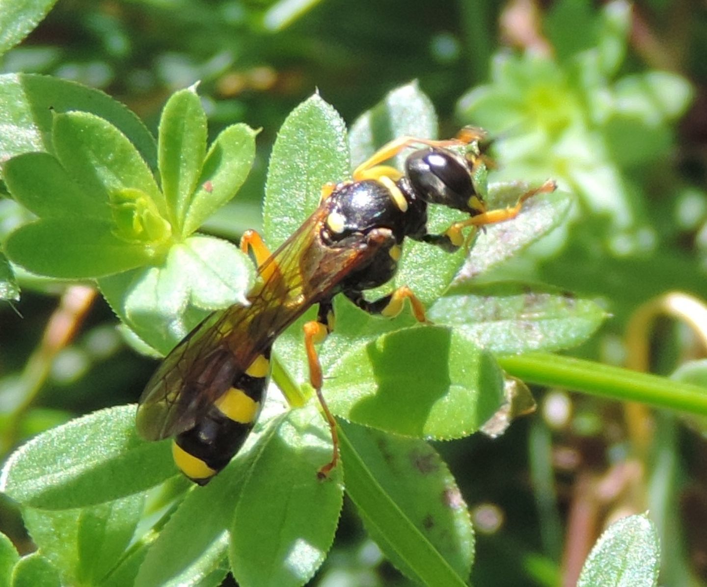 Cacciatore-scavatore: Mellinus arvensis