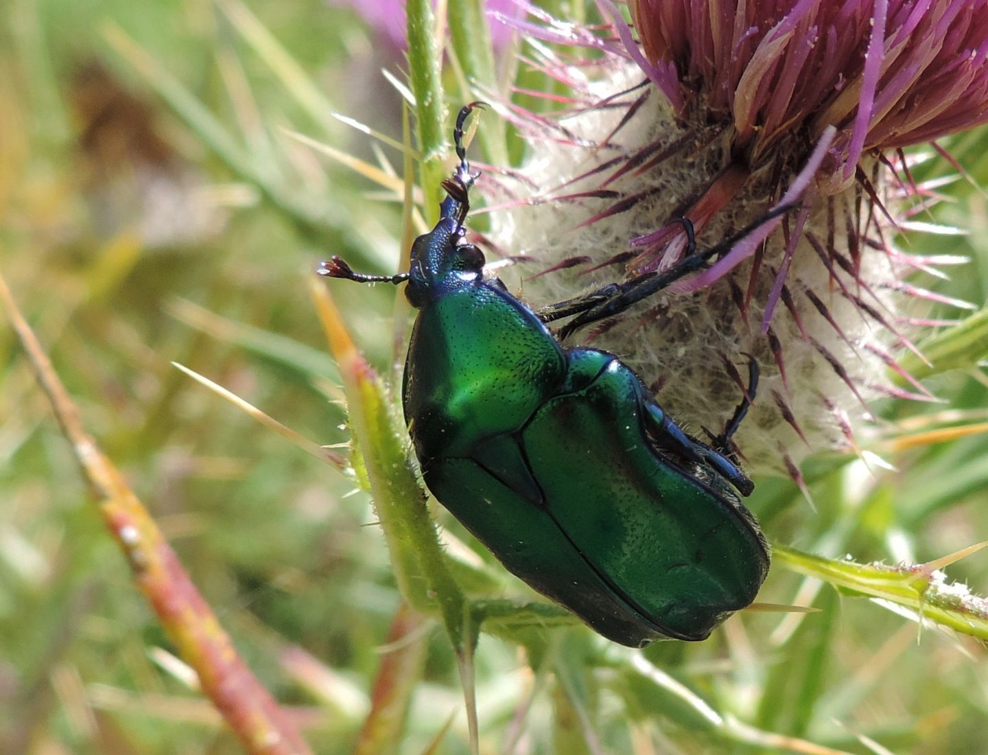 Cetonia aurata pisana femmina