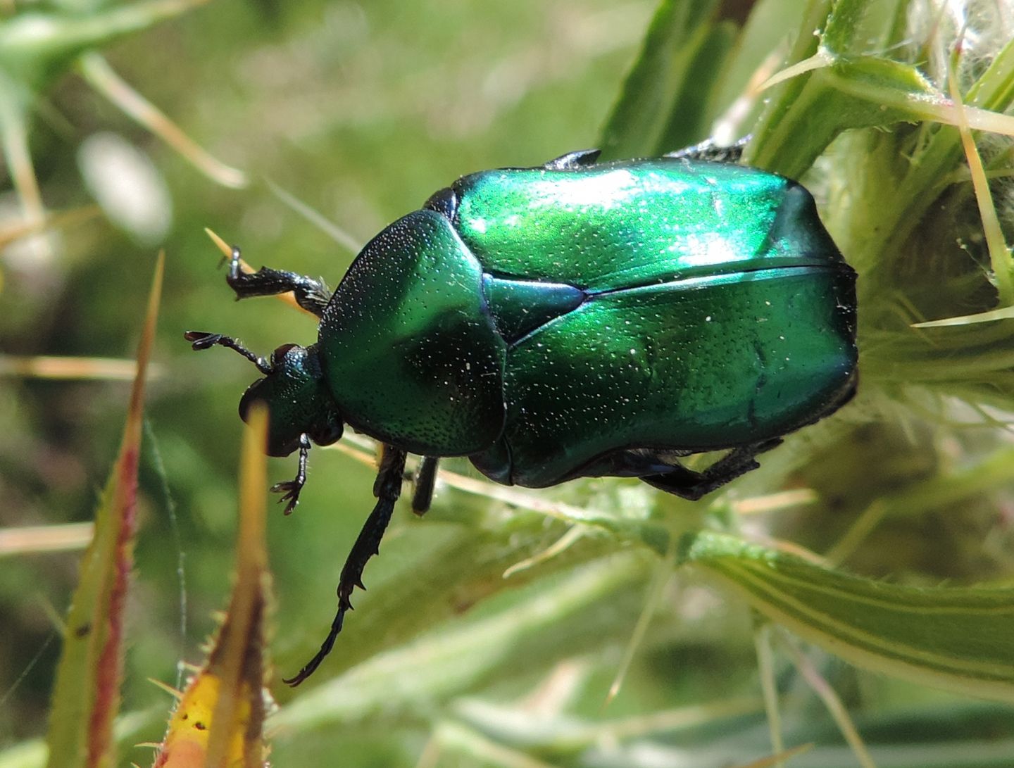 Cetonia aurata pisana femmina