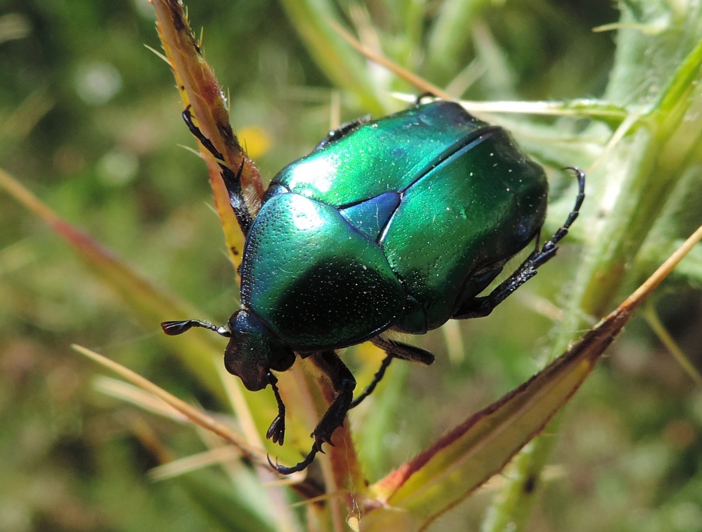 Cetonia aurata pisana femmina
