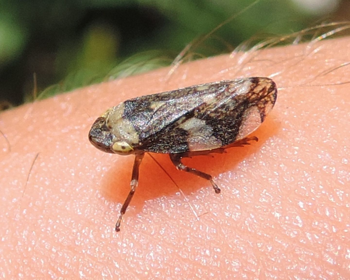 Aphrophora alni?