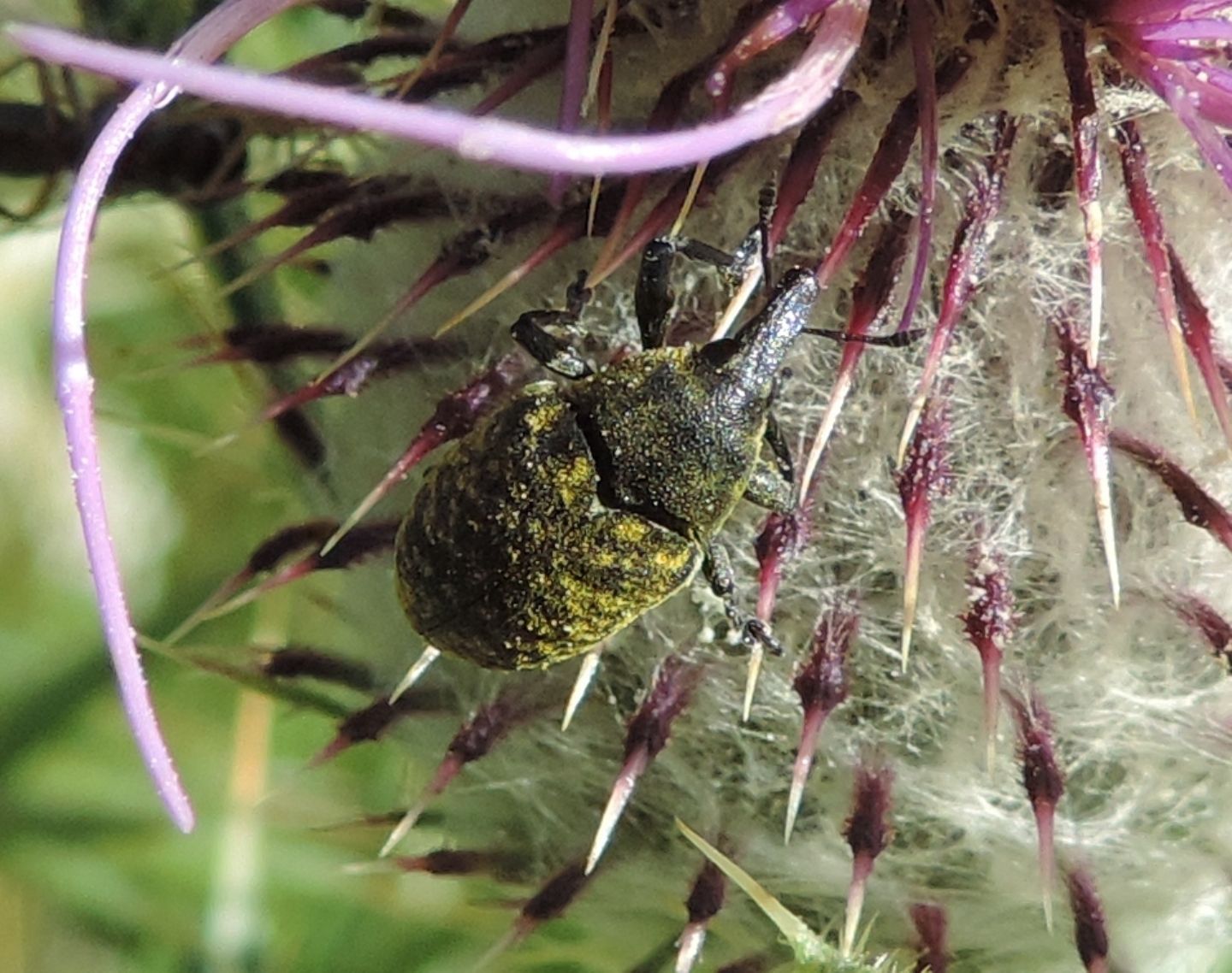 Larinus turbinatus, Curculionidae