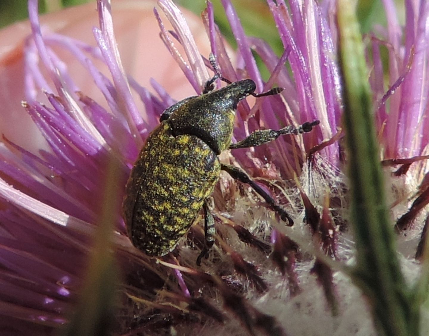 Larinus turbinatus, Curculionidae