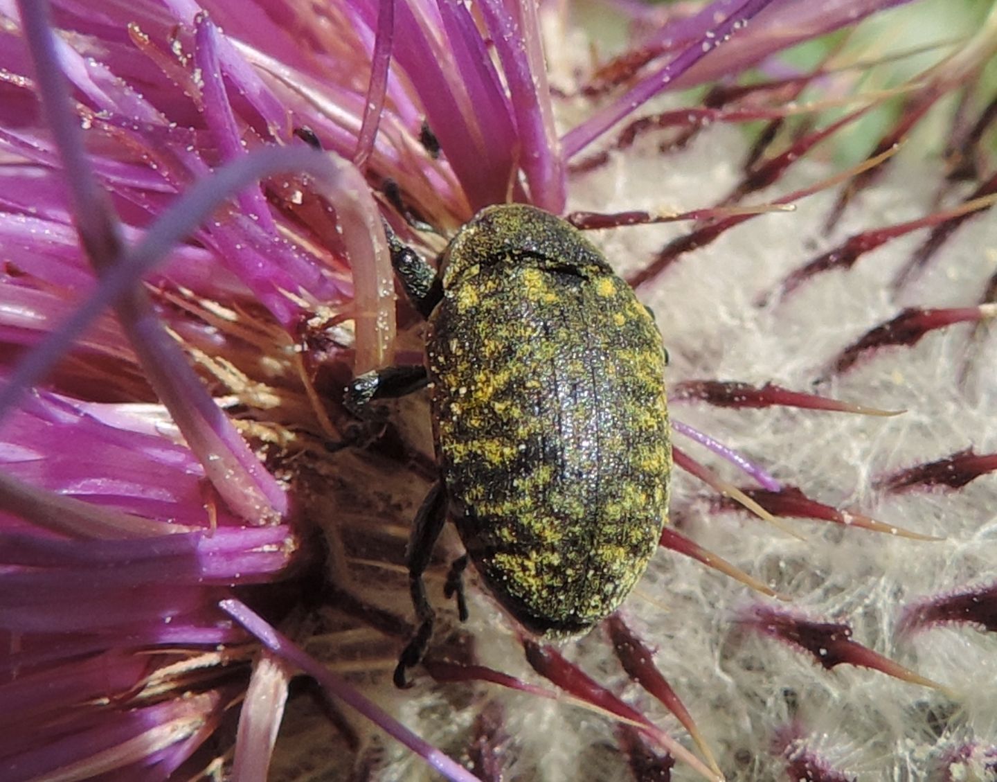 Larinus turbinatus, Curculionidae
