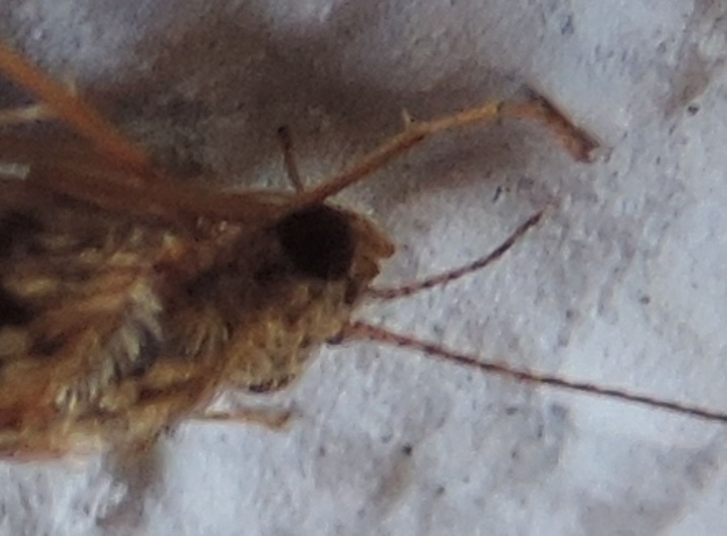 Probabile tricottero Hydropsychidae