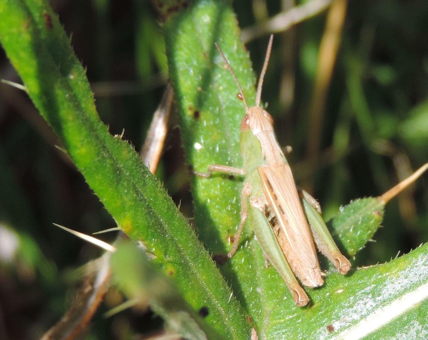 Chorthippus dorsatus?