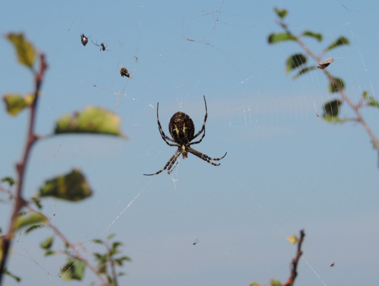 Argiope bruennichi con Argyrodes sp. - Punta Aderci (CH)