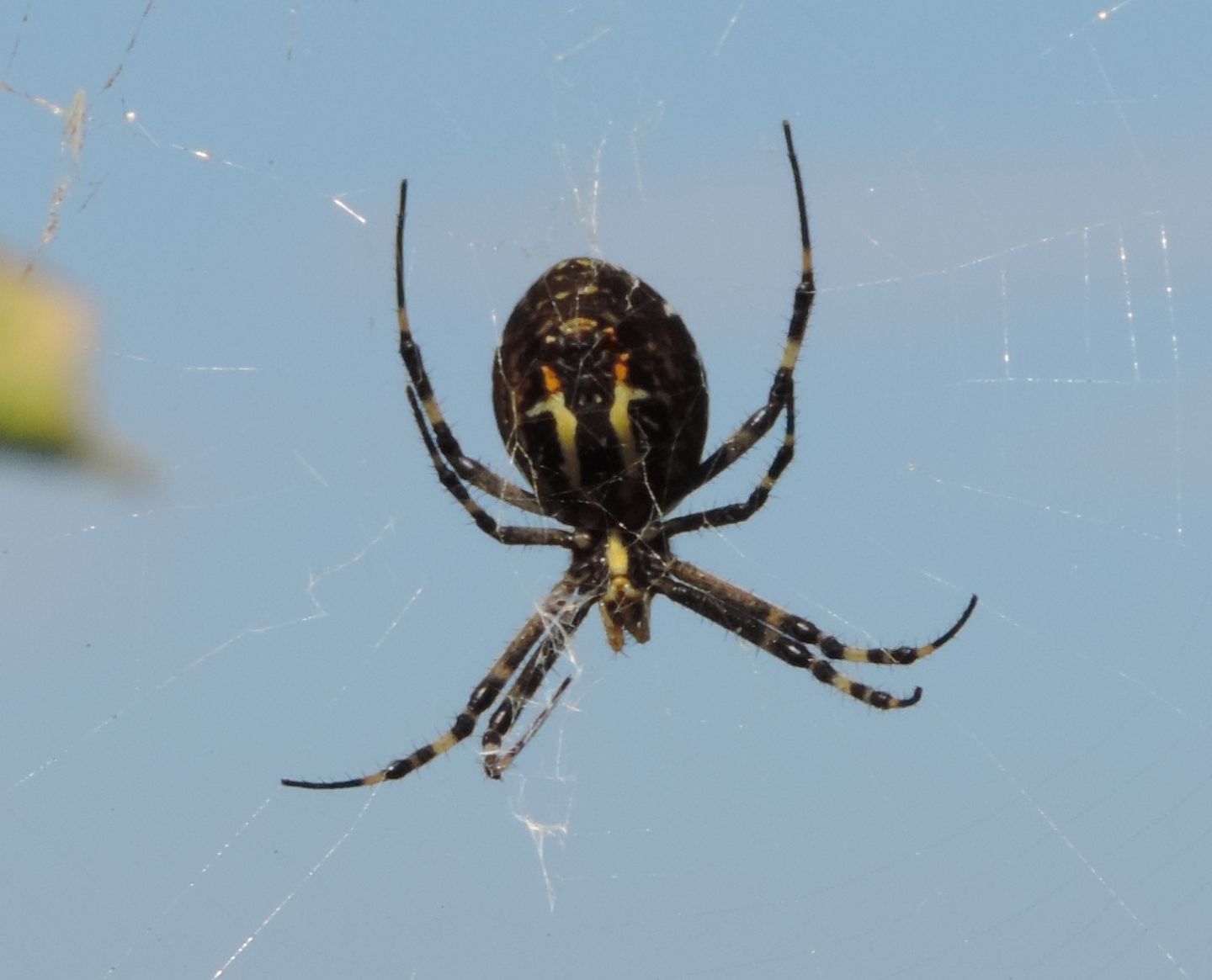 Argiope bruennichi con Argyrodes sp. - Punta Aderci (CH)