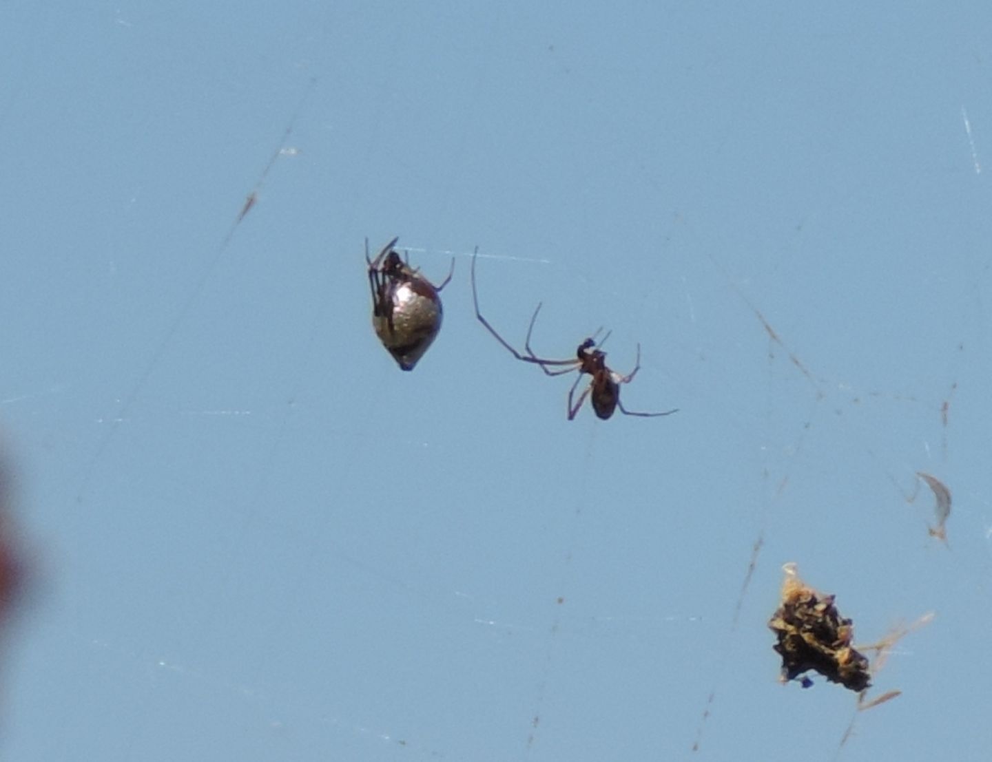 Argiope bruennichi con Argyrodes sp. - Punta Aderci (CH)