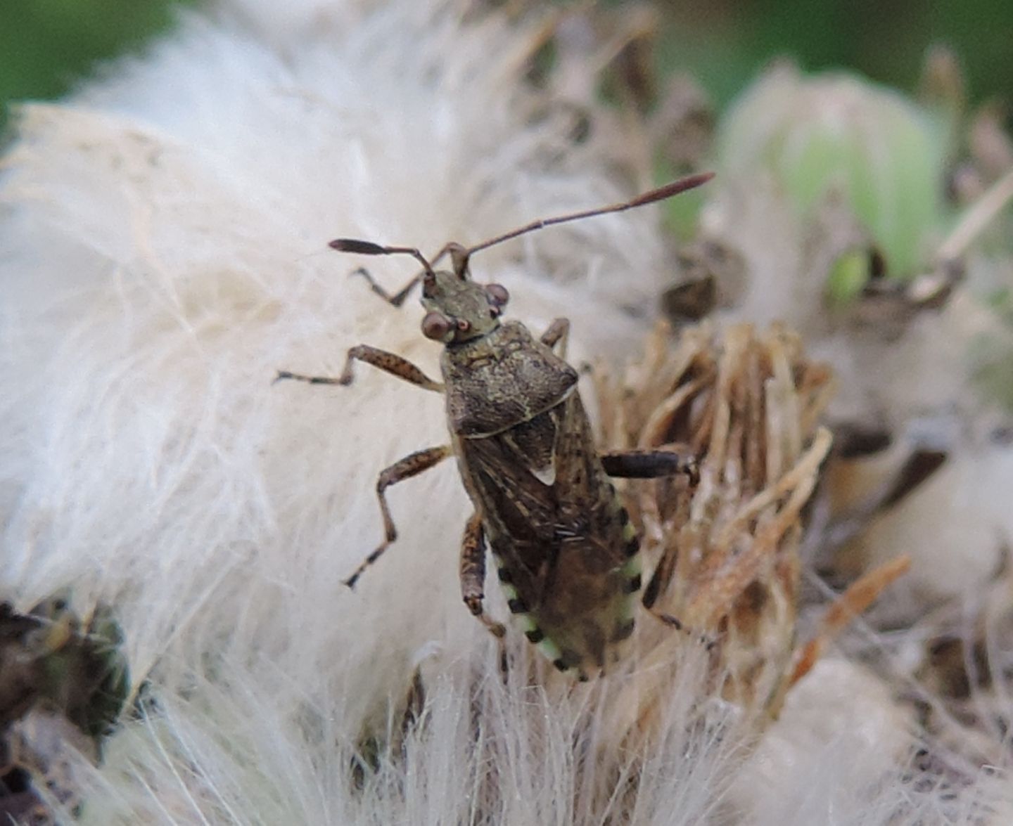 Rhopalidae: Stictopleurus punctatonervosus dell''Abruzzo (CH)