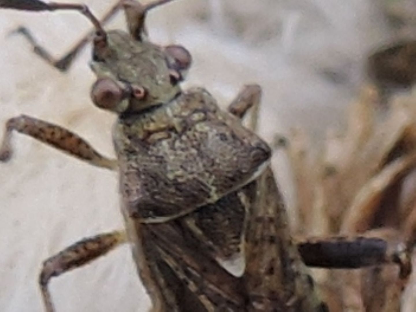 Rhopalidae: Stictopleurus punctatonervosus dell''Abruzzo (CH)