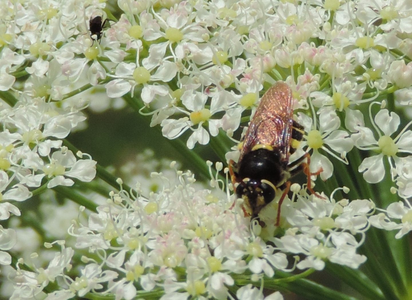 Stratiomys sp, (Stratiomyidae)